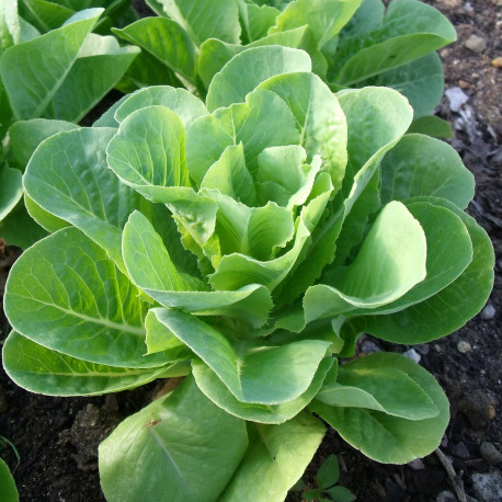 250 Graines de Laitue Romaine - légumes ancien salade - méthode BIO -  Cdiscount Jardin