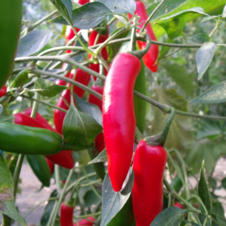 Piment Serrano