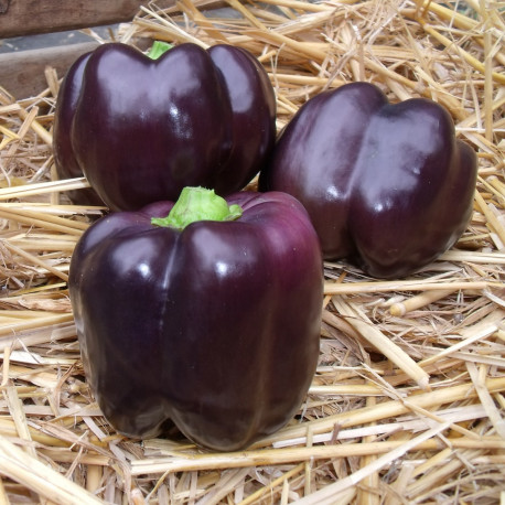 Poivron Purple Bell - variété à fruits violets - Graines potagères