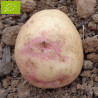 Pomme de terre Oeil de Perdrix (King Edward VII) BIO