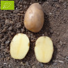 Pomme de terre Agria BIO