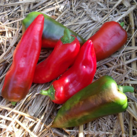 Poivron Piquillo de Lodosa