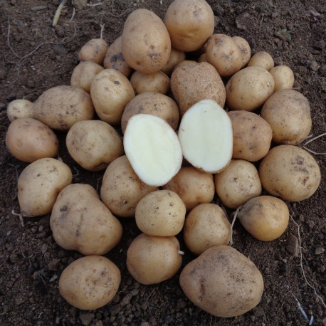 Fécule de pomme de terre : utilisation et recettes - La Fourche