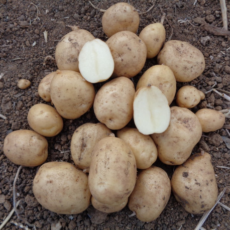 Pomme de terre Kennebec