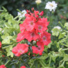 Rosier Isalia ®