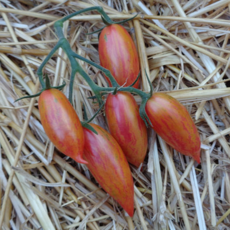 Tomate ARTISAN™ Pink Tiger