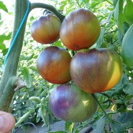Tomate INDIGO™ Apple