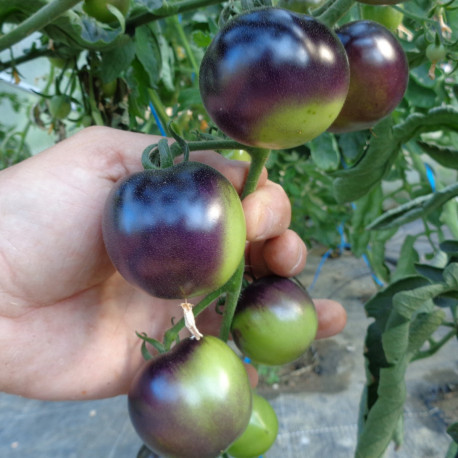 Tomate INDIGO™ Rose