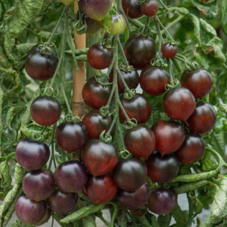 Tomate INDIGO™ Cherry Drops