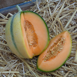 Melon Alvaro F1