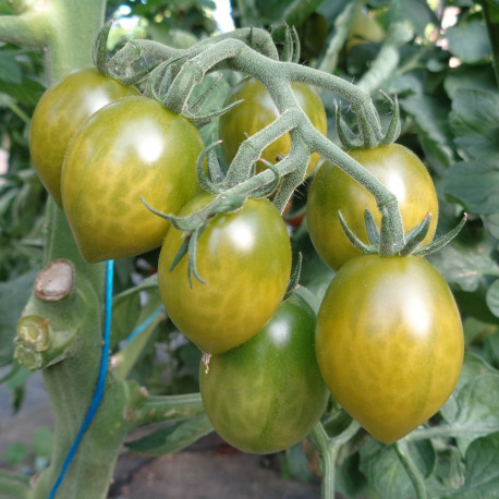 Tomate Green Envy