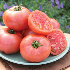 Tomate Pink Pounder F1