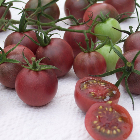 Tomate Chocolate Cherry