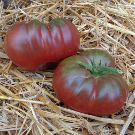 Tomate Black from Tula