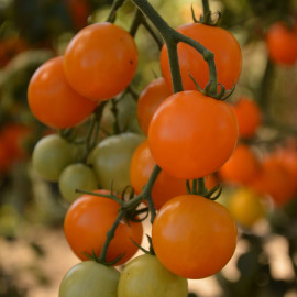 Tomate Figiel
