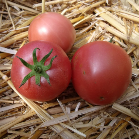 Tomate Malinowy Ozarowski