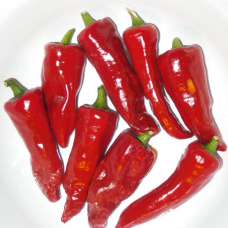 Graines de piment d'Espelette ou Gorria