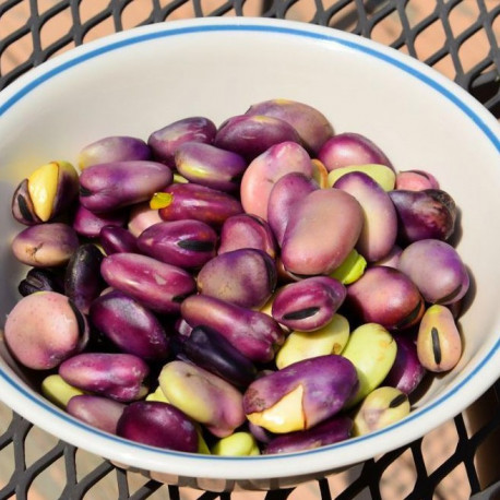 Nos graines feve fève extra précoce a grano violetto - La Bonne Graine