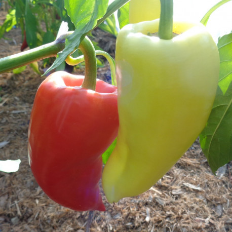 Comment récolter ses graines de poivrons et piments ?