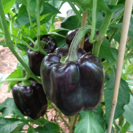 Graines Bio de Poivron Purple Bell