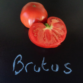 Tomate Brutus