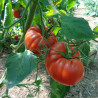 Tomate Brutus