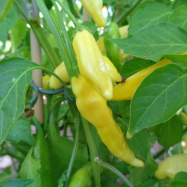 Piment Hot Lemon