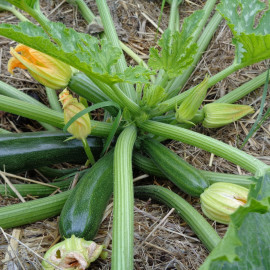 Courgette Sure Thing F1