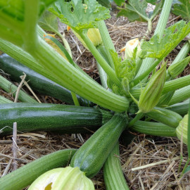 Courgette Sure Thing F1