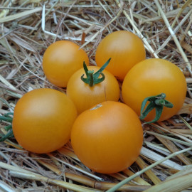 Tomate Honey Delight F1