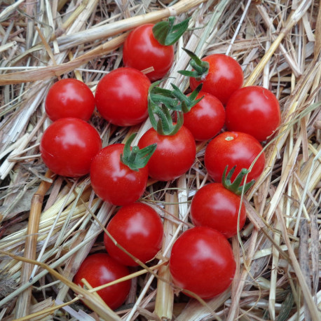 Tomate Cherry Baby F1