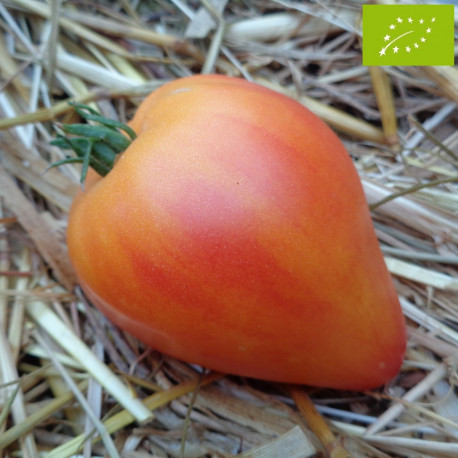 Tomate Oxheart Striped Bio