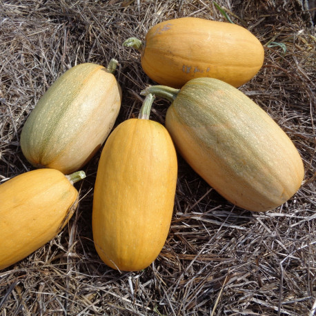 Courge Makaronowa Warszawska