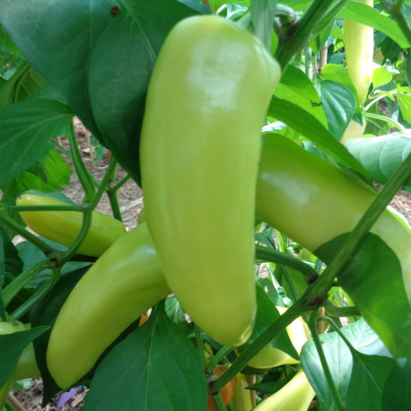 Piment Hungarian Yellow Wax Hot