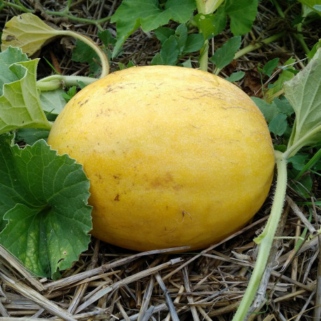 Melon Seledyn F1