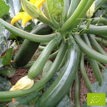 Courgette Zuboda Bio