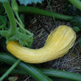 Courge / Courgette Crookneck (Coutors)