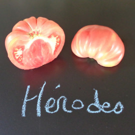 Tomate Herodes