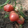 Tomate Herodes