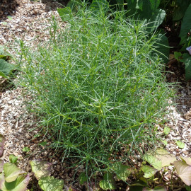 Agretti (ou Roscano)