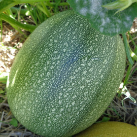 Courge Small Wonder F1