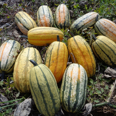 Courge Stripetti F1