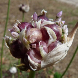 Ail rocambole - plant en godet