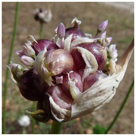 Ail rocambole - plant en godet