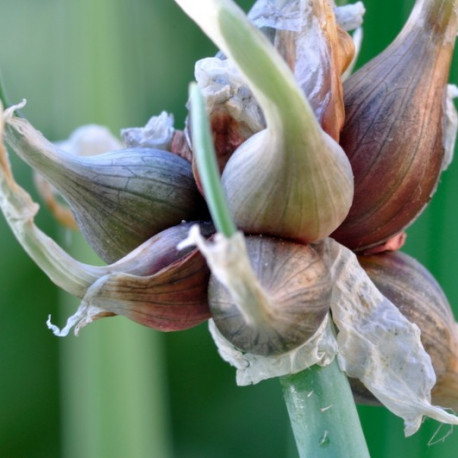 Oignon rocambole - plant en godet