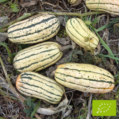 Courge Delicata Bio