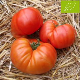 Tomate Russe Rouge Bio