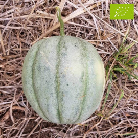 Melon Vieille France Bio