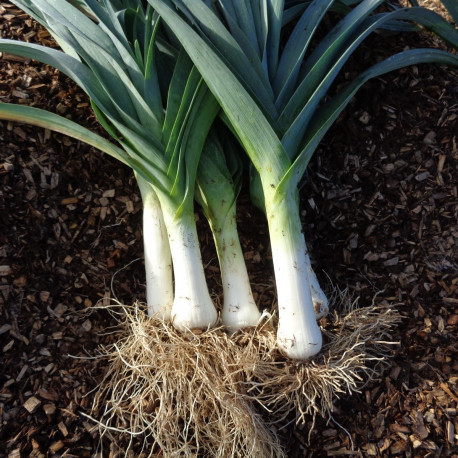 Poireau Bleu de Solaise