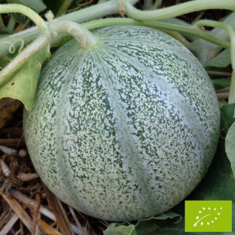 Melon Griselet F1 Bio